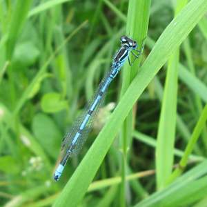 Azure damselfly