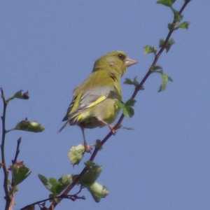 Greenfinch