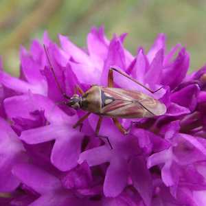 Calocoris roseomaculatus