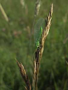 Lacewing