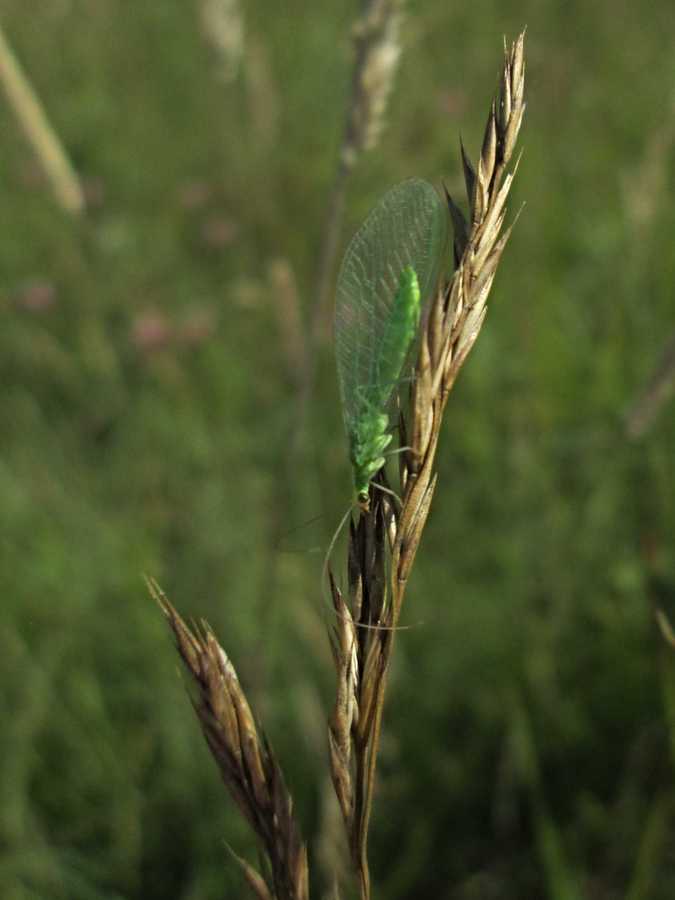 Lacewing