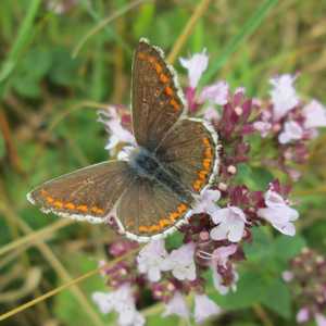 Brown Argus