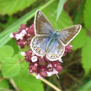 Common Blue (female)