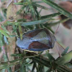 Gorse Shieldbug