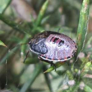 Gorse Shieldbiug (nymph)