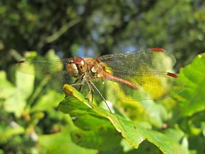 Common Darter (male)