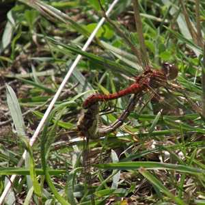 Common Darters (mating)