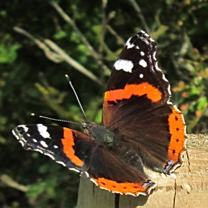 Red Admiral