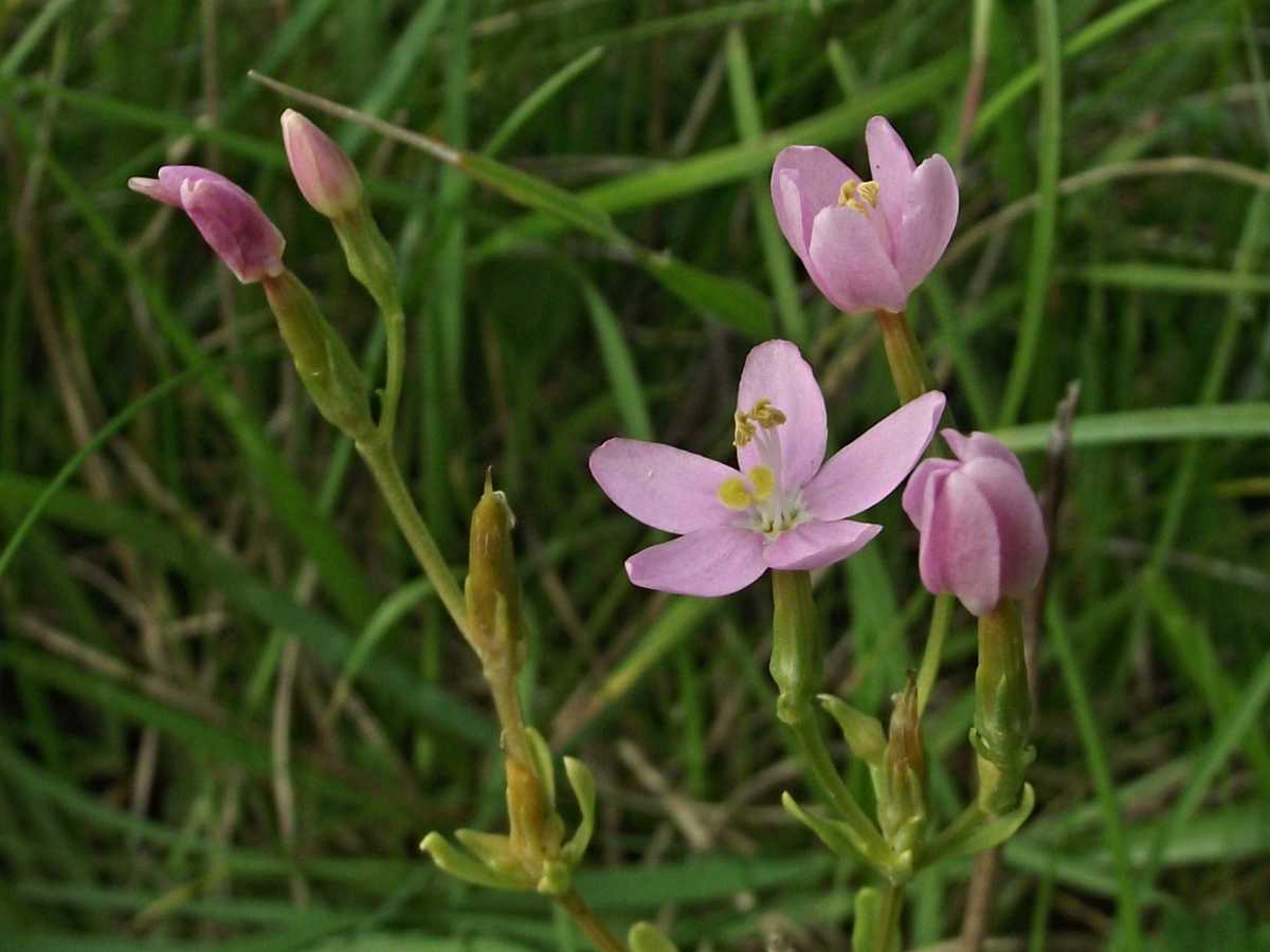Centaury