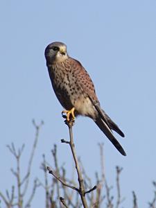 Kestrel