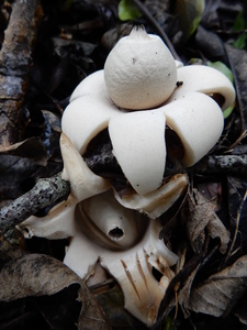 Earthstar 