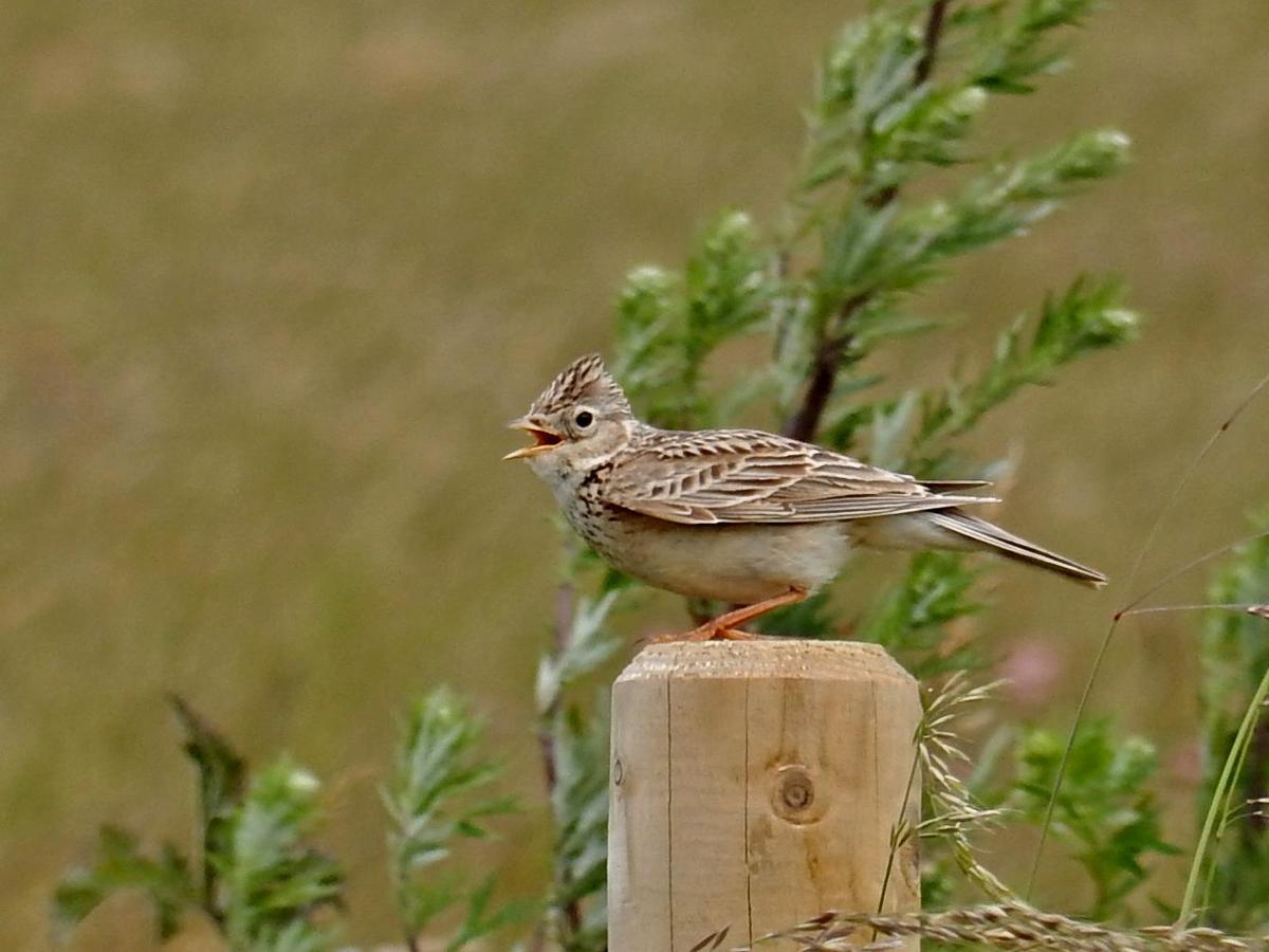 Skylark