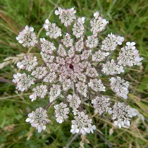 Wild carrot