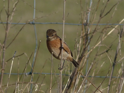 Stonechat (female)