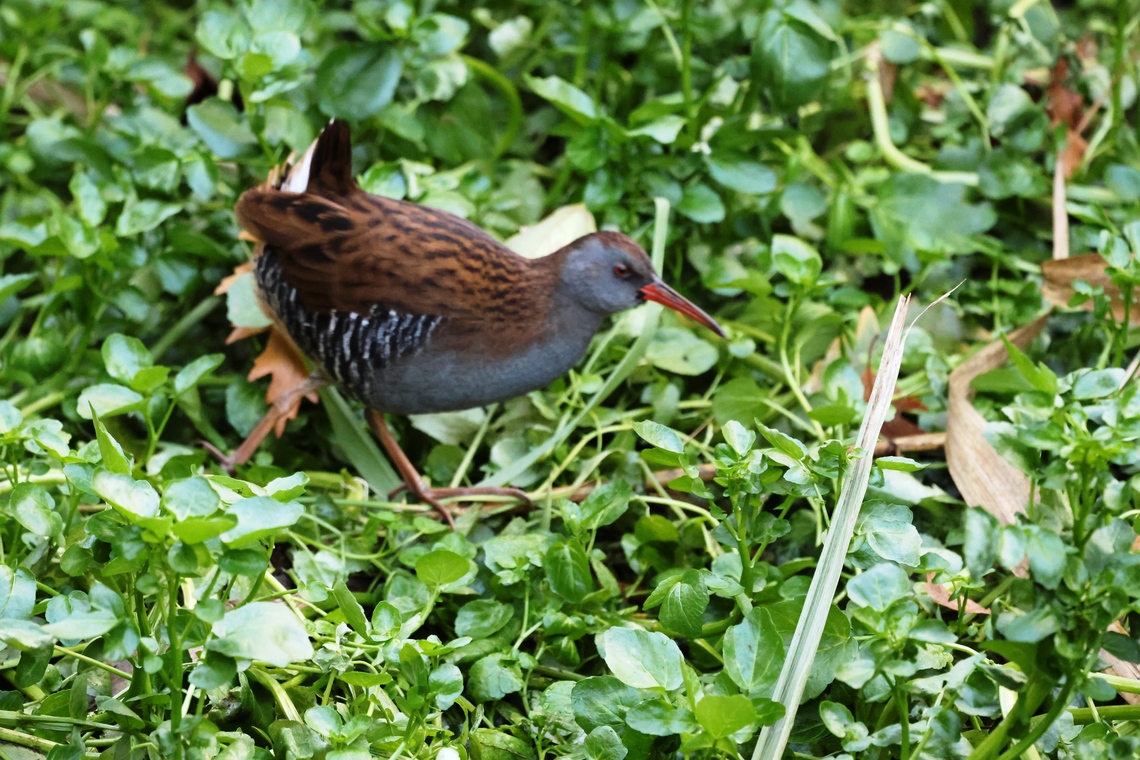 Water Rail