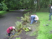 Weeding and planting ferns on rockery