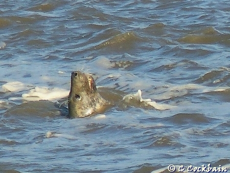 Atlantic grey seal - Mersey Estuary Pickerings Pasture LNR