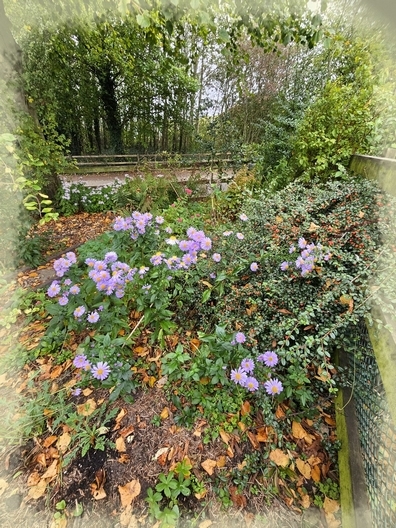 Autumn in Nature Garden Pickerings Pasture 2026