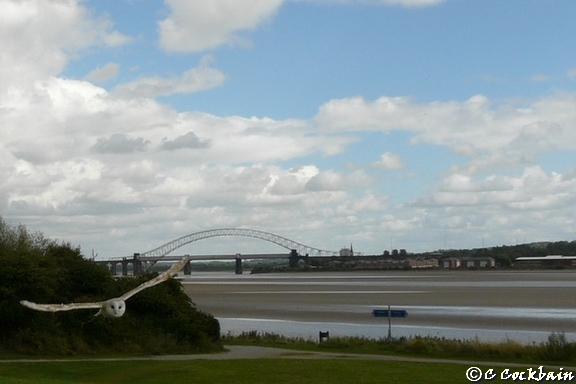 Barn owl flying at Pickerings Pasture