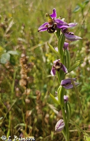 Bee Orchid Pickerings Pasture LNR 2024-06-16