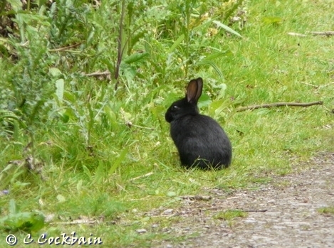Black Rabbit Pickerings Pasture LNR