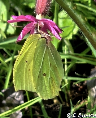 Brimstone Butterfly Pickerings Pasture LNR May 2024