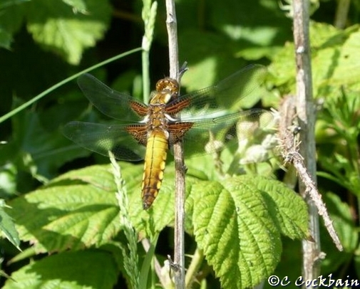 Broad-bodied chaser dragonfly