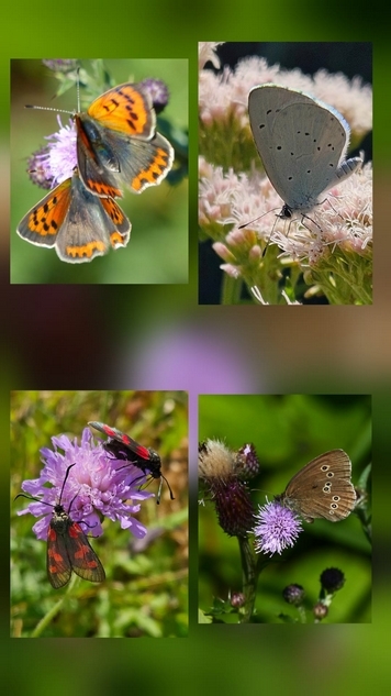 Butterflies  of Pickerings pasture LNR 