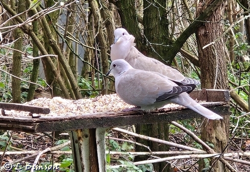 Collared Doves at bird screen feeding station 26112025