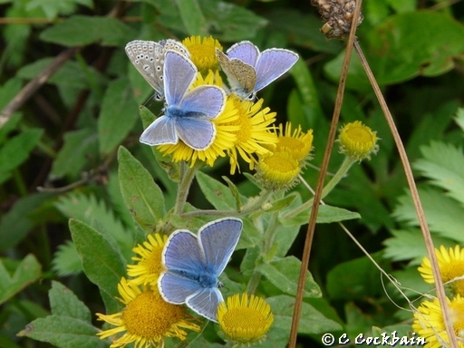 Common blue butterflies