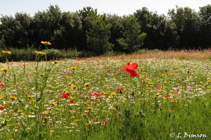 Cornfield Meadow Pickerings Pasture LNR 29062018