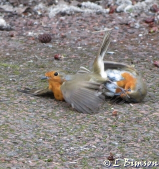 Fighting Robins Pickerings Pasture LNR