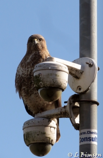 flagpole Buzzard Pickerings Pasture LNR