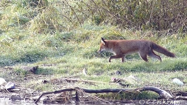 Fox beyond scrape Pickerings Pasture LNR