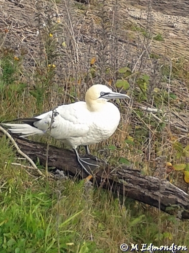 Gannet at Pickerings Pasture - Mark  Edmondson