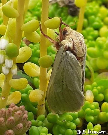 Ghost moth Pickerings Pasture