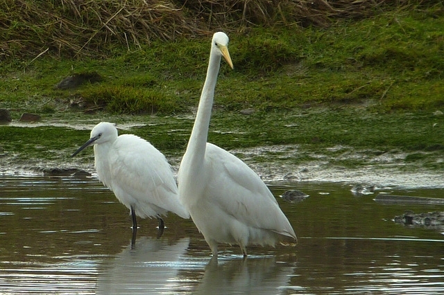 Great white & little egret at Pickerings Pasture LNR