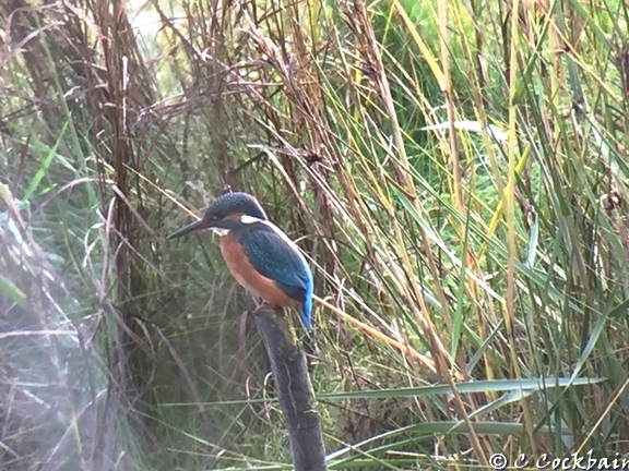 Kingfisher at Pickerings Pasture LNR