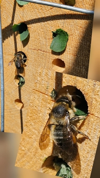 Leaf cutter bee