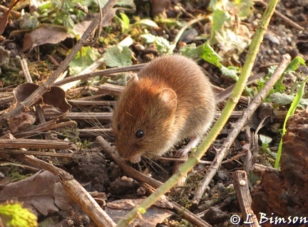 Pickerings Pasture  LNR Bank vole 0101