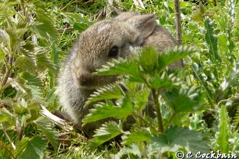 Rabbit Pickerings Pasture LNR 