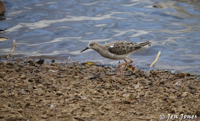 Ruff at Pickerings Pasture LNR - Jen Jones