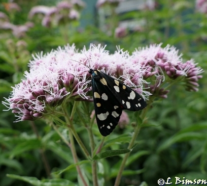 Scarlet Tiger moth on Agrimony