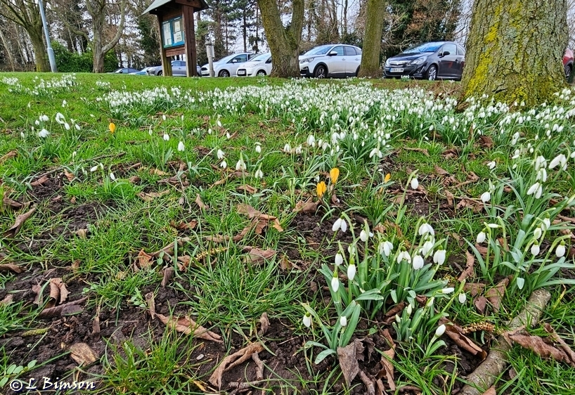 Snowdrops planted in the Car park island Pickering Pasture LNR