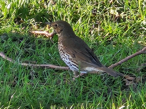 Song Thrush Pickerings Pasture LNR 26012026