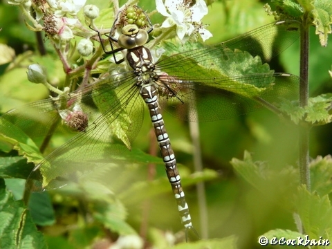 Southern Hawker dragonfly