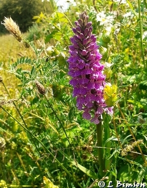 Southern Marsh Orchid Pickerings Pasture LNR 160623