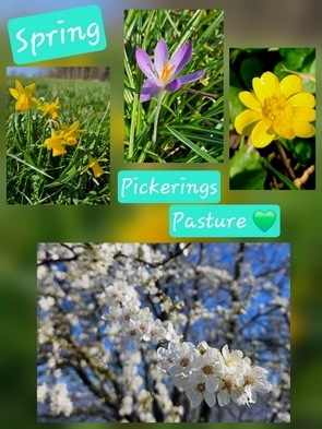 Spring at Pickerings Pasture - Project days