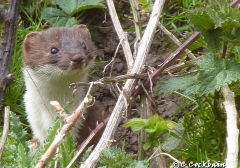 Stoat Pickerings Pasture LNR