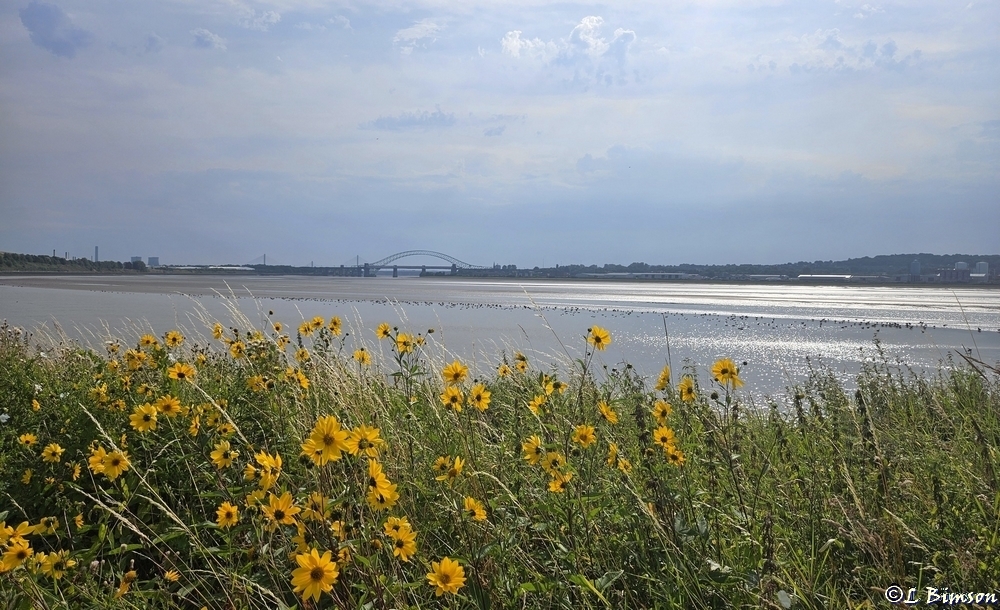 Sunflowers and the River Mersey Pickerings Pasture LNR